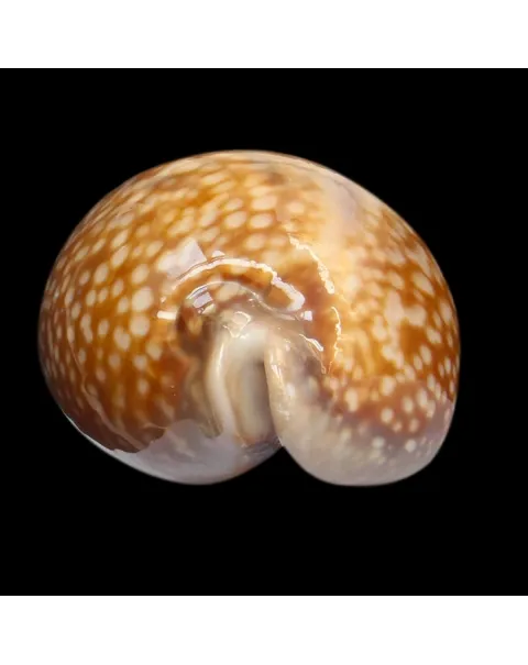 Macrocypraea Cervus