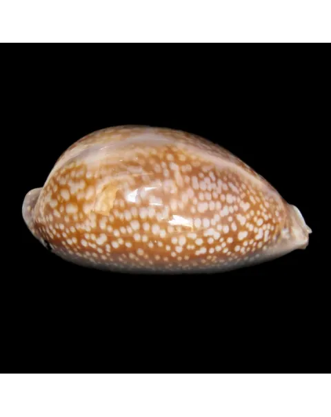 Macrocypraea Cervus