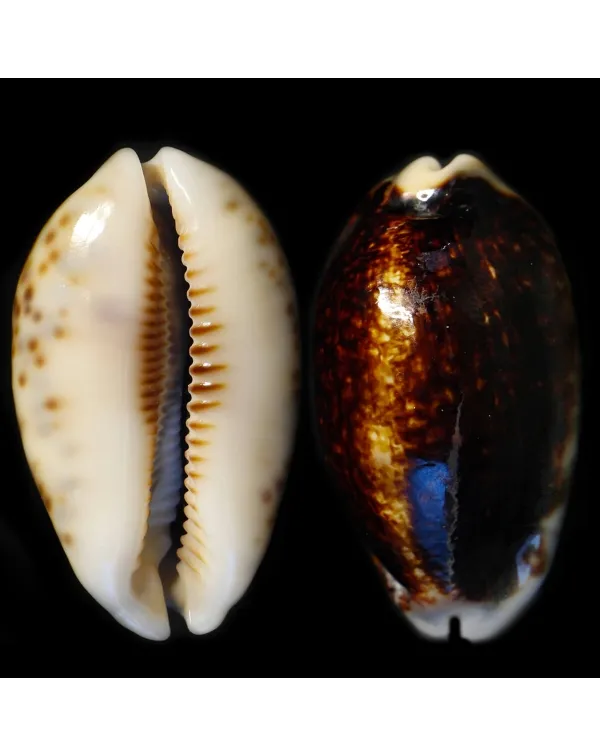 Mauritia Eglantina Niger