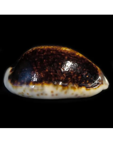 Mauritia Eglantina Niger