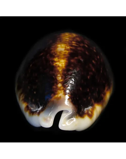 Mauritia Eglantina Niger