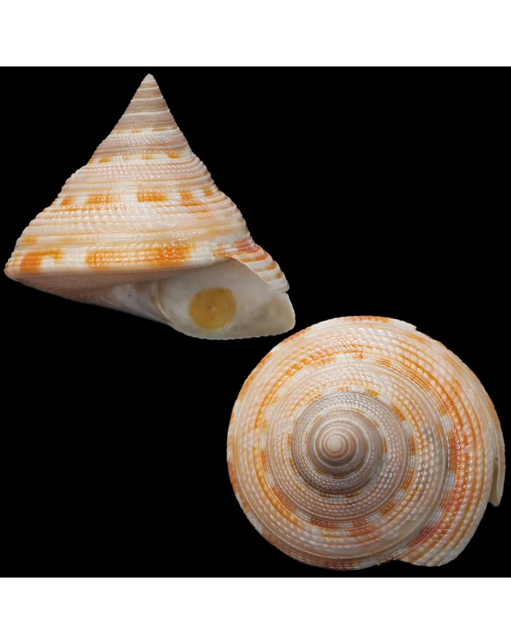 Mikadotrochus Gotoi