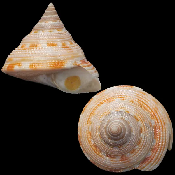 Mikadotrochus Gotoi