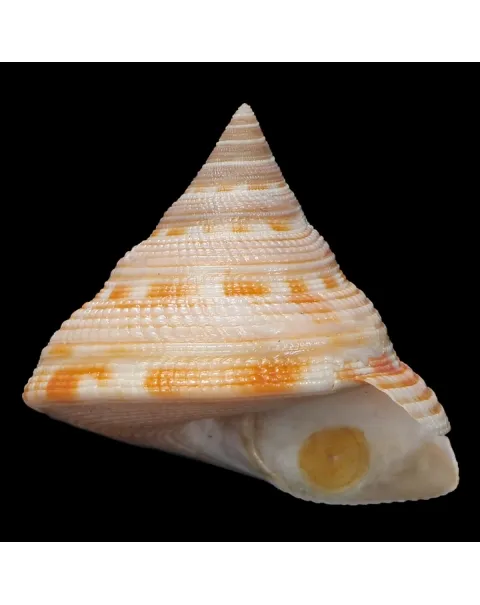 Mikadotrochus Gotoi