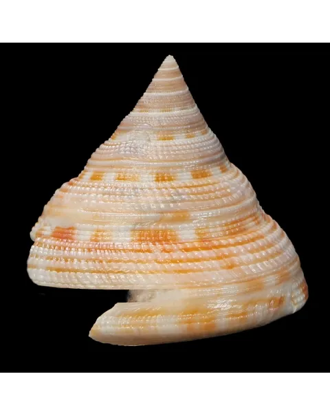 Mikadotrochus Gotoi