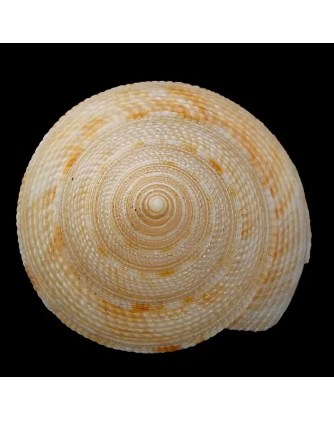 Mikadotrochus Gotoi