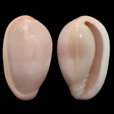 Closia Giadae