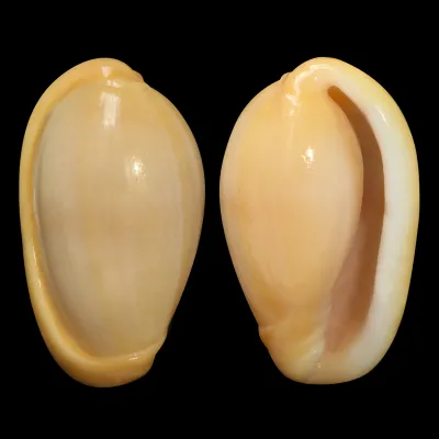 Closia Giadae