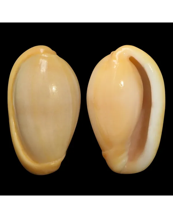Closia Giadae