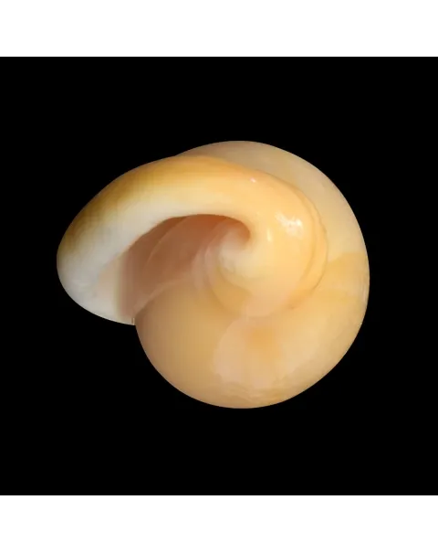 Closia Giadae
