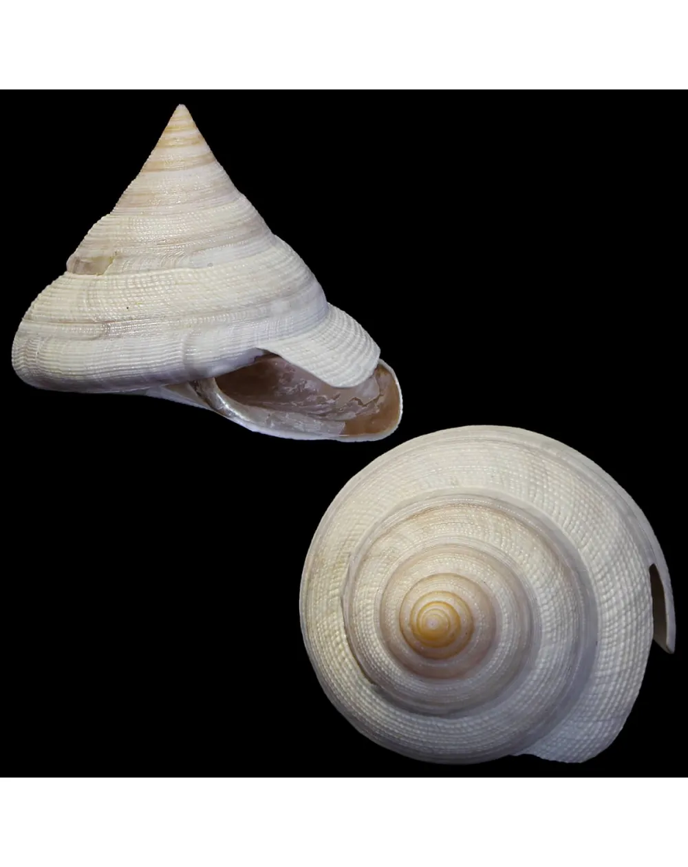 Mikadotrochus Hirasei Albino