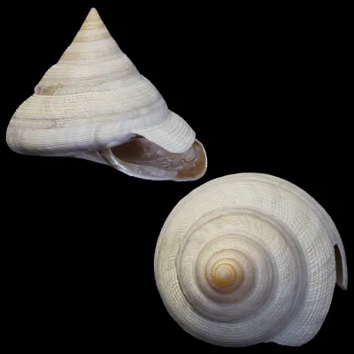 Mikadotrochus Hirasei Albino