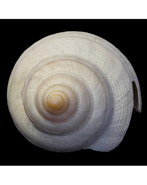 Mikadotrochus Hirasei Albino