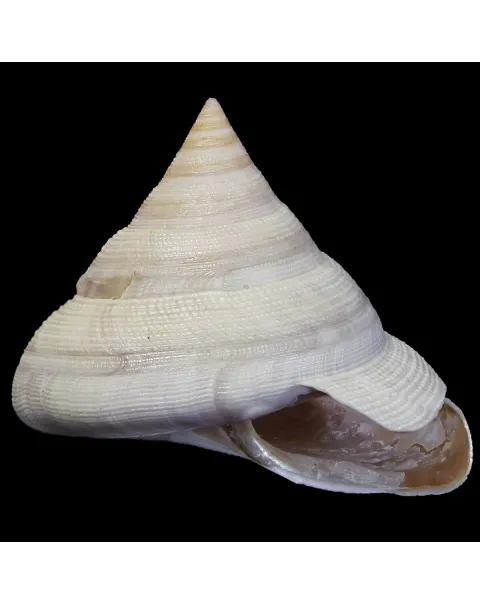 Mikadotrochus Hirasei Albino