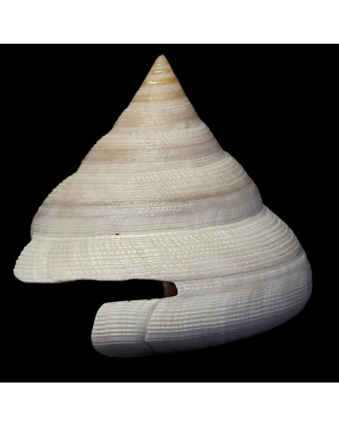 Mikadotrochus Hirasei Albino