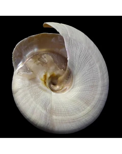 Mikadotrochus Hirasei Albino