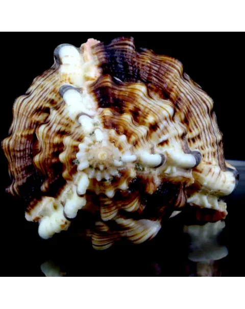 Haustellum Haustellum XL