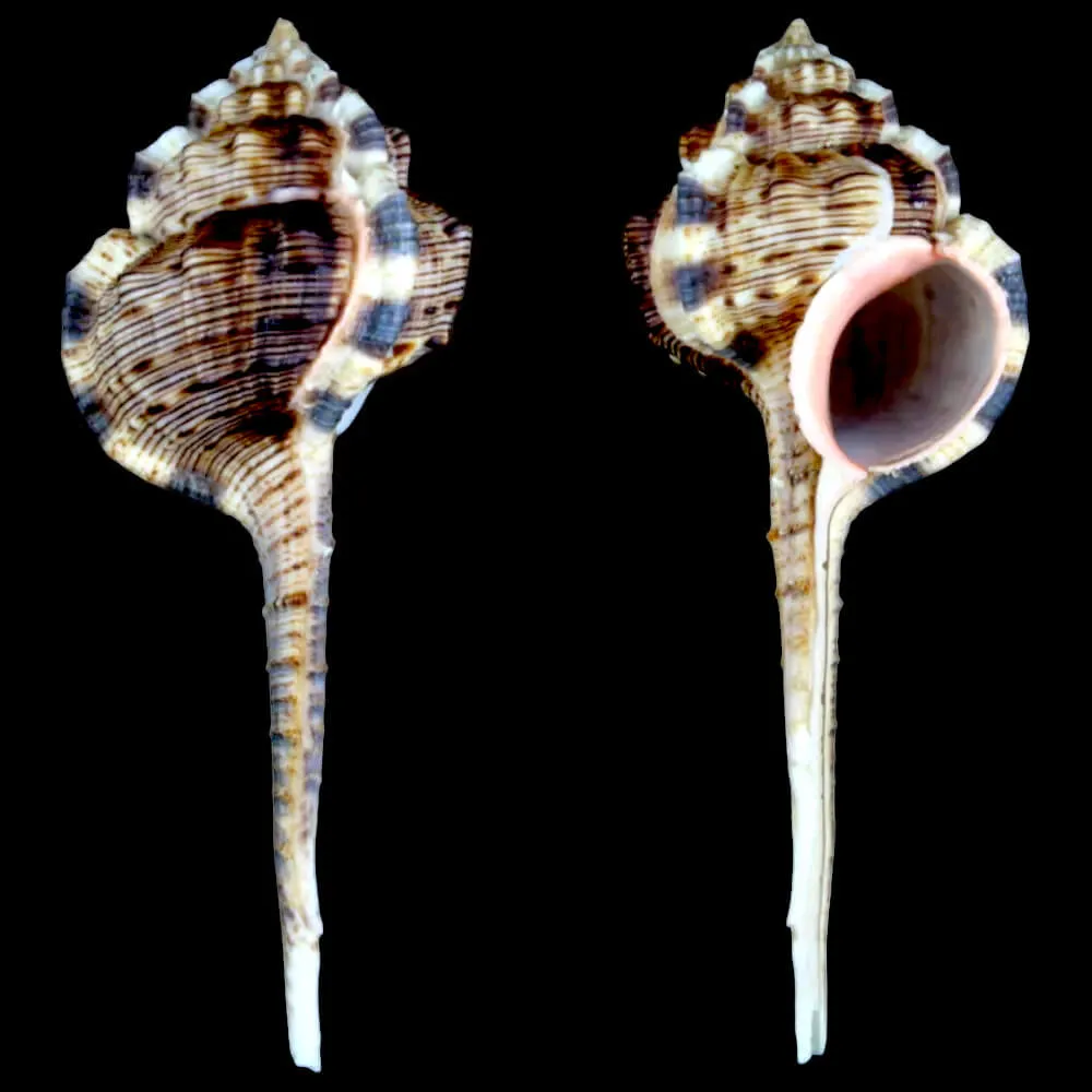 Haustellum Haustellum XL
