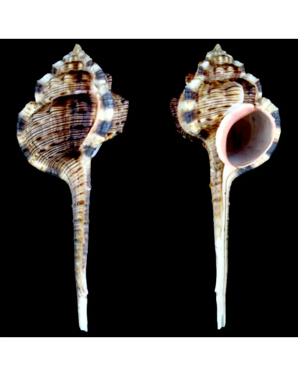 Haustellum Haustellum XL