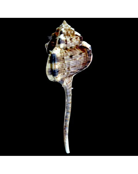 Haustellum Haustellum XL