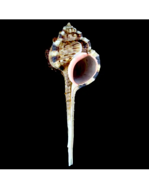 Haustellum Haustellum XL