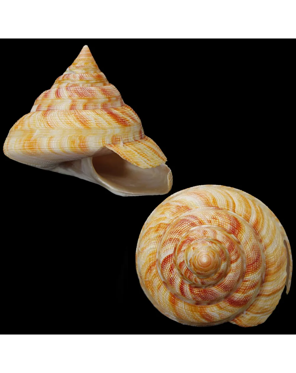 Mikadotrochus Hirasei