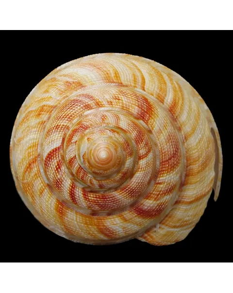 Mikadotrochus Hirasei