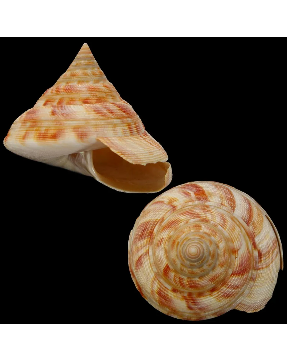 Mikadotrochus Hirasei