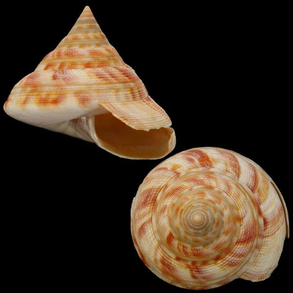 Mikadotrochus Hirasei