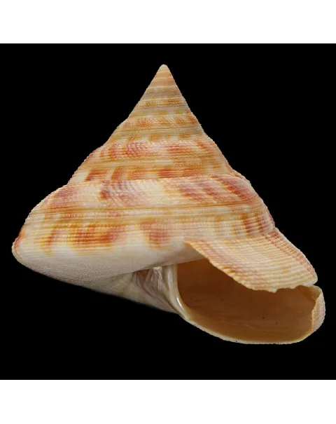 Mikadotrochus Hirasei