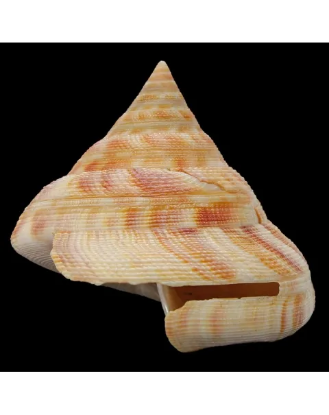 Mikadotrochus Hirasei
