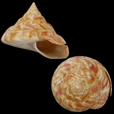 Mikadotrochus Hirasei