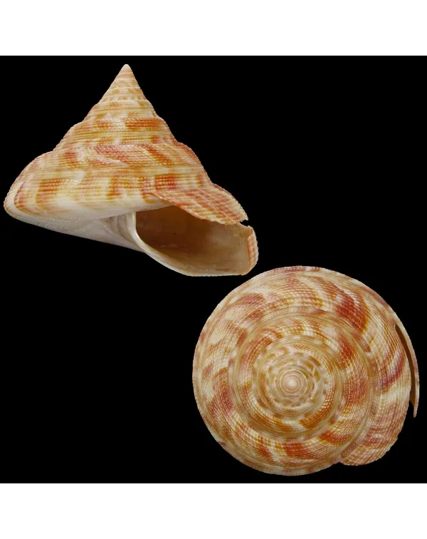 Mikadotrochus Hirasei