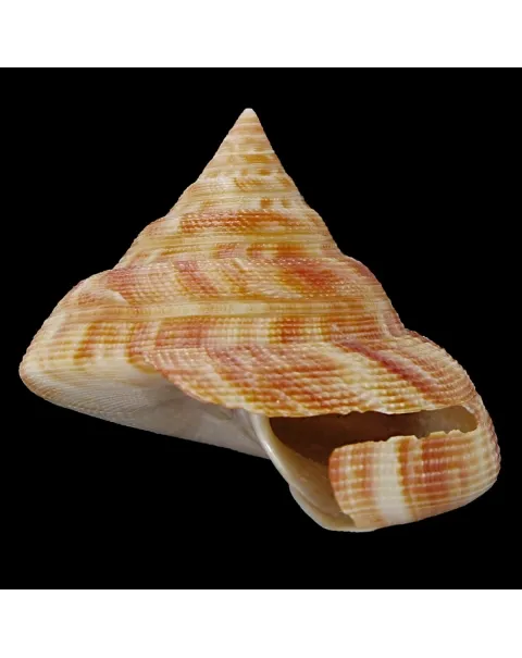 Mikadotrochus Hirasei