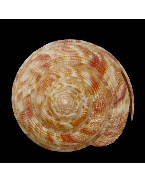 Mikadotrochus Hirasei
