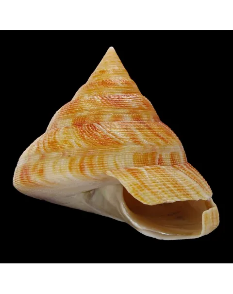 Mikadotrochus Hirasei
