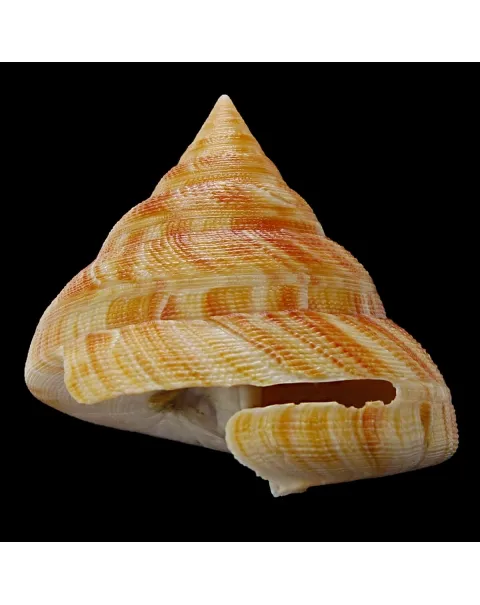 Mikadotrochus Hirasei