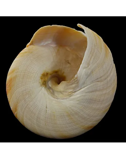 Mikadotrochus Hirasei
