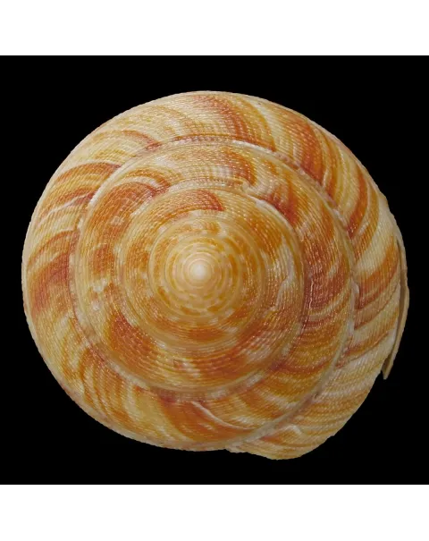 Mikadotrochus Hirasei