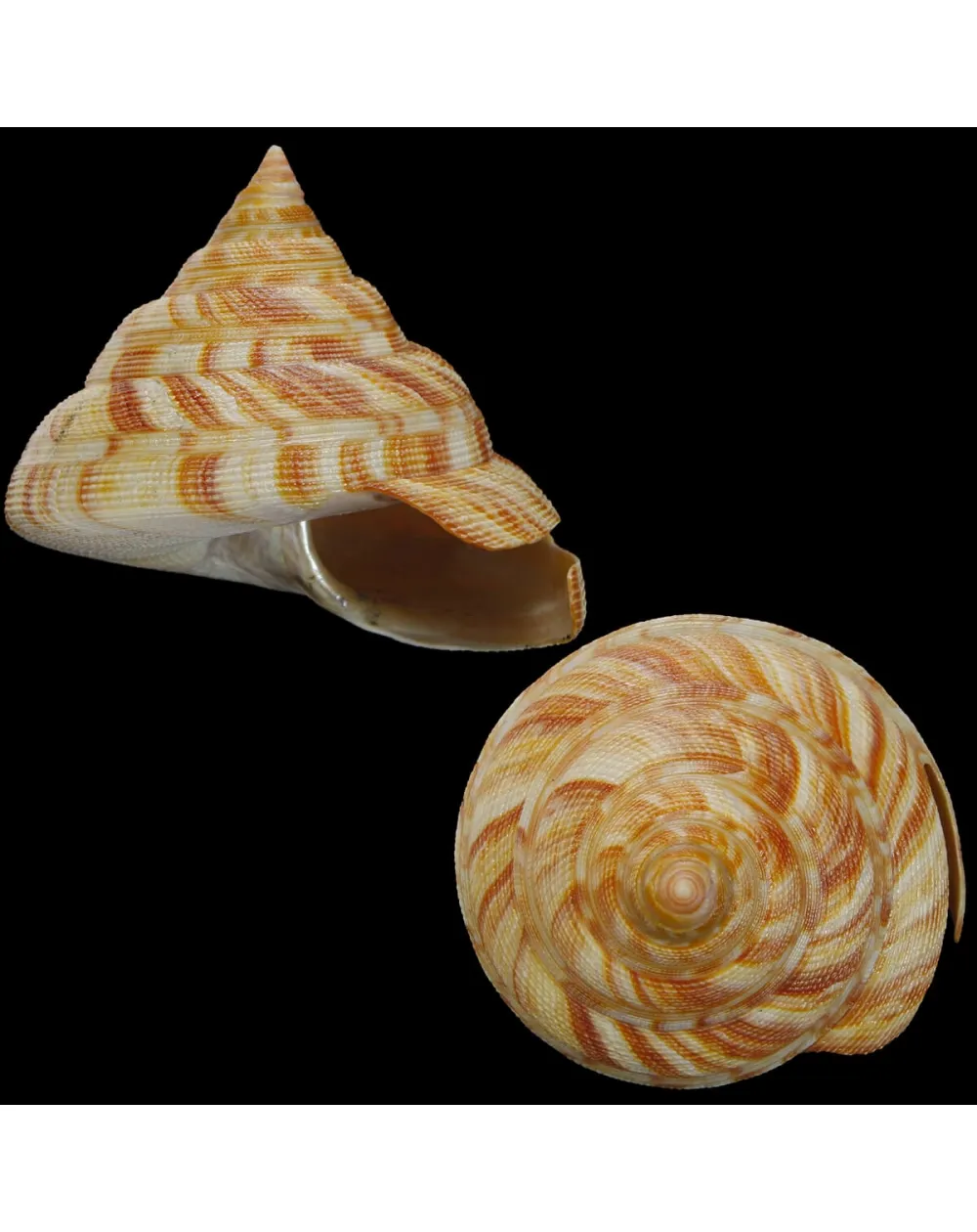 Mikadotrochus Hirasei