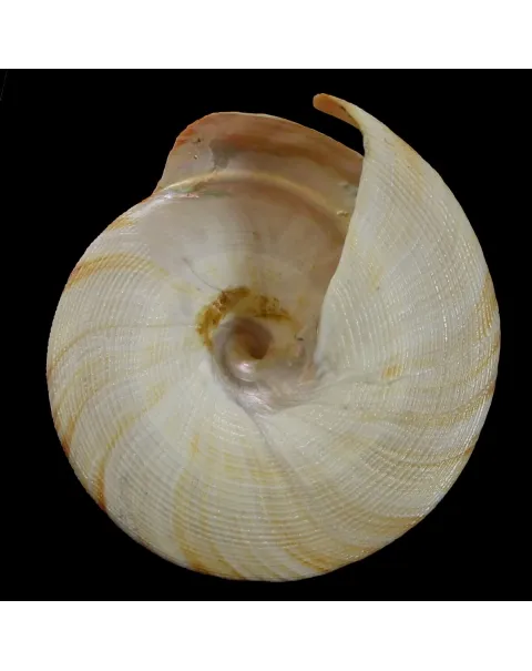 Mikadotrochus Hirasei