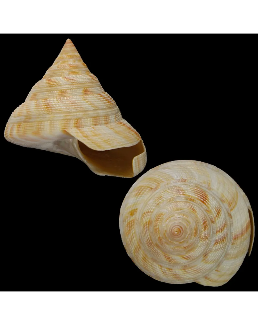 Mikadotrochus Hirasei