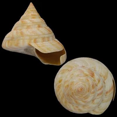 Mikadotrochus Hirasei