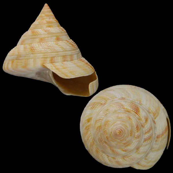 Mikadotrochus Hirasei