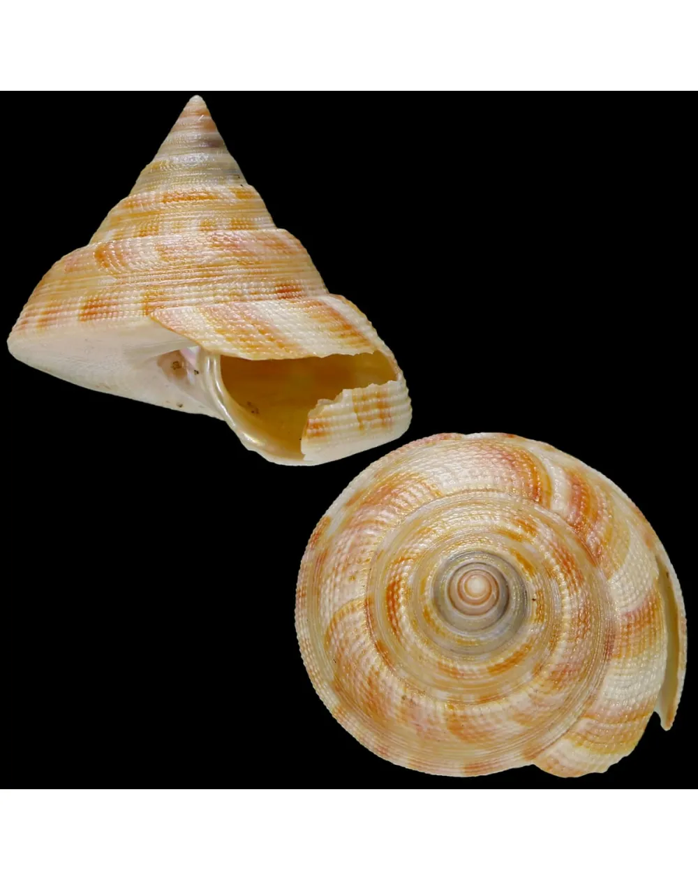 Mikadotrochus Hirasei