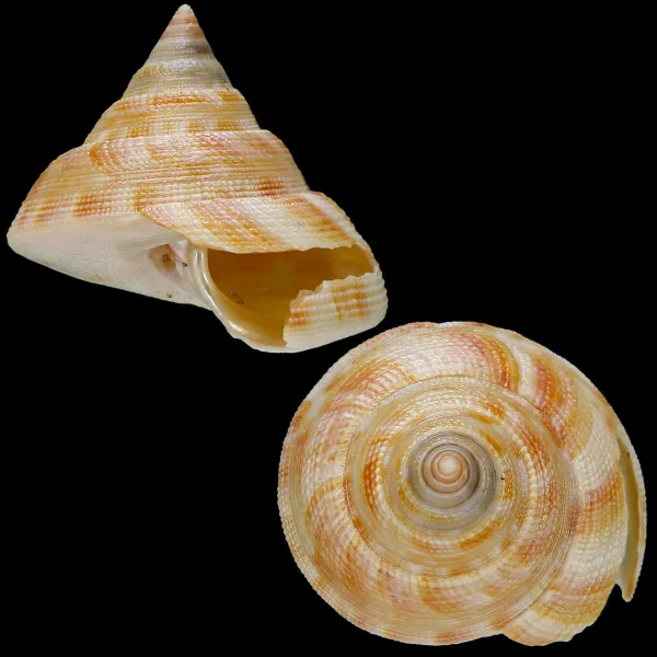 Mikadotrochus Hirasei