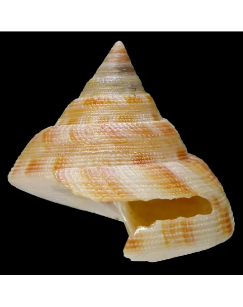 Mikadotrochus Hirasei