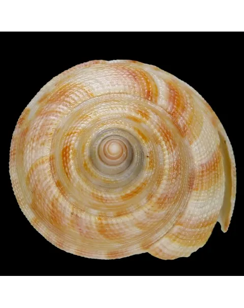 Mikadotrochus Hirasei