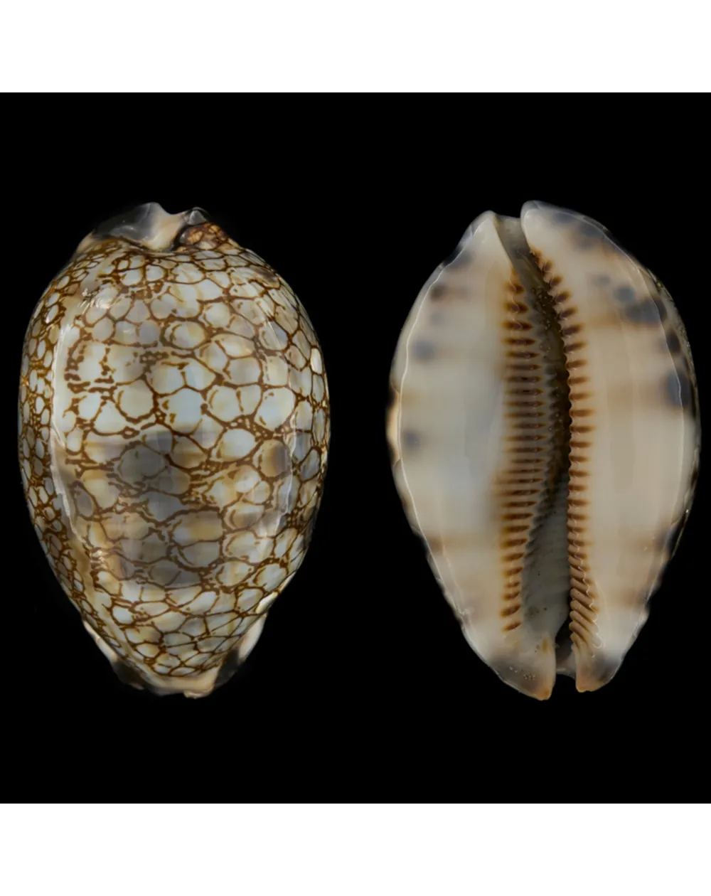 Mauritia Histrio