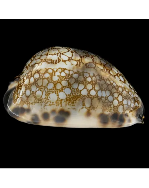 Mauritia Histrio
